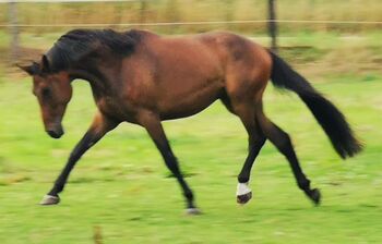 Hannoveraner Wallach, Britta , Horses For Sale, Maasen