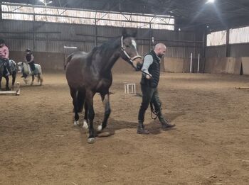Hanoveraner Stute 17 jahre, Daniela zburnik , Horses For Sale, Ratzersdorf an der Traisen
