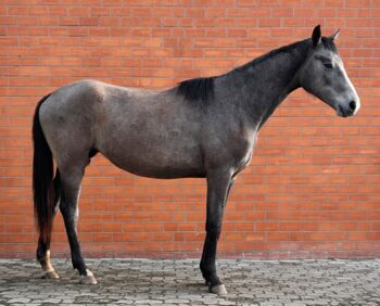 Hannoveraner , Stute , 2 Jährig ,Springabstammung, Pferdeglück, Horses For Sale, Messenkamp Altenhagen II