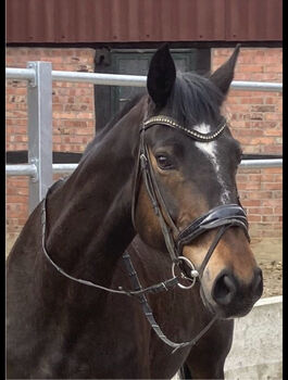 Hannoveraner Stute Savanne, Ringo Blattau-Bobe, Horses For Sale, Liebstadt 