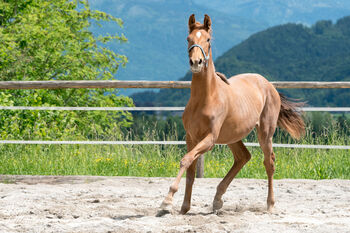 Hannoveraner Stute Velvet Sky, BaEis, Horses For Sale, Gschwand