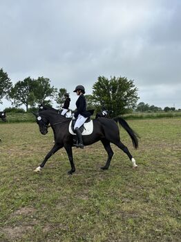 Hannoveraner Stute mit guter Abstammung zu verkaufen, Nadja Bartelsen , Horses For Sale, Flensburg