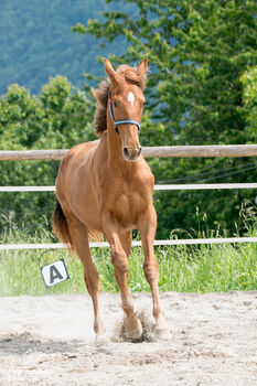 Hannoveraner Stute Velvet Sky