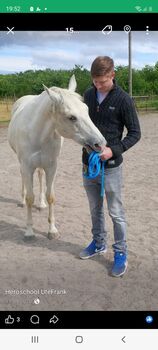 Happy Horse Therapie für Pferde