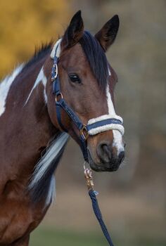Herzenspferd, Lisa, Horses For Sale, Gutau