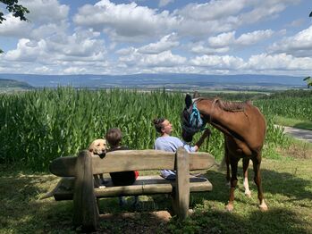 Herzenspferd, Karolin, Horses For Sale, Murten