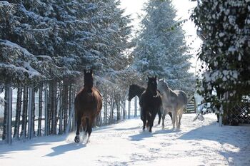 Haus oder komplette Hofanlage in UNGARN, Pet, Equestrian Properties, Kirchschlag