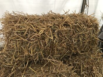 Haferstroh (Bio) Ernte 2025 / HD-Ballen, Susanna, Hay & Straw, Geesthacht