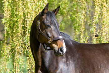 #heartofgold #showjumpingbloodlines, WOW Pferd  (WOW Pferd), Konie na sprzedaż, Bayern - Attenkirchen