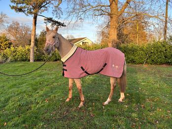 Heat quilted velvet rugs, Haus of Horsewear  Heart quilted show rug , Nicola , Pferdedecken, Basildon