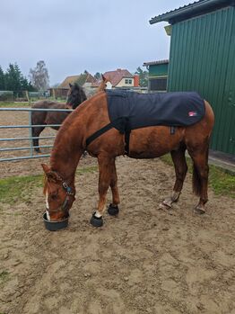 Heizdecke / Rückenwärmer mit Akku, Catago FIR-Tech Pro  Rückenwärmer Catago FIR-Tech Pro, Lisa J. , Horse Blankets, Sheets & Coolers, Güstrow