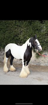 Heavy cob mare, Erin, Horses For Sale, Dublin 11