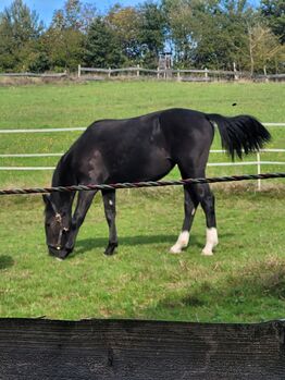 Schweres Warmblut Stute ( Schlesier), Rene , Horses For Sale, Tiefenbach 