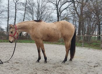 ganz liebe, tolle Quarter Horse Stute, Kerstin Rehbehn (Pferdemarketing Ost), Horses For Sale, Nienburg