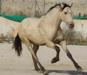 Heller junger buckskin PRE, Post-Your-Horse.com (Caballoria S.L.), Konie na sprzedaż, Rafelguaraf