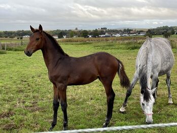 Hengstfohlen von Zinedine x Chippendale, RS, Horses For Sale, Niddatal