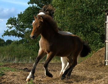Hengstfohlen mit Go, braun und easy