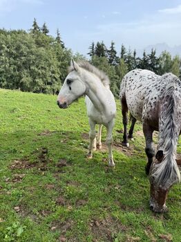 Hengstfohlen zu Verkaufen, Ida Rieder , Pferd kaufen, Maishofen 