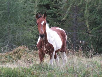 Hengstfohlen zu verkaufen, Kogler Gerlinde, Pferd kaufen, Oberwölz 