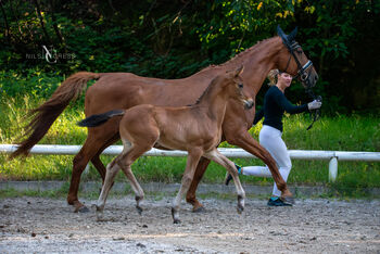 Hengstfohlen von Millennium x Londonderry, Tine Hüttenberger, Horses For Sale, Buseck