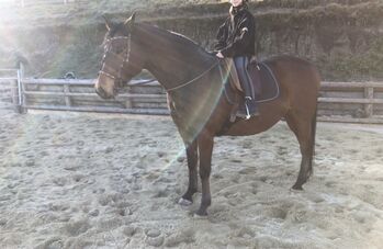 Henry sucht seinen Für-Immer-Platz