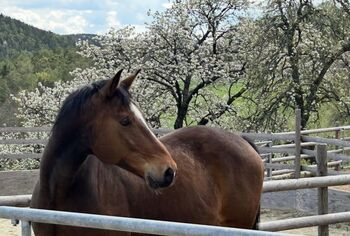 Henry sucht seinen Für-Immer-Platz, Katharina Bocksrucker , Pferd kaufen, Hochwolkersdorf