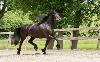 HERA, Friesen Stute, 167, 7 jährig, Mehri Trösch, Horses For Sale, Menziken