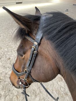 Herzenspferd sucht Bestplatz fürs Leben