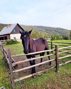 Herzenspferd sucht Herzensmenschen, Sarah, Pferd kaufen, Eberstein