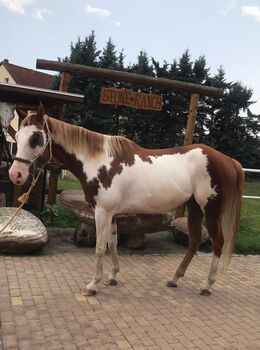 Ein Herzenspferd sucht sein Für-immer-Zuhause