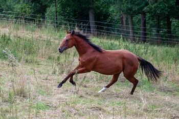 Verlasspferd von morgen - charmanter Quarter Horse Jährling sucht Zukunftsplatz, Kerstin Rehbehn (Pferdemarketing Ost), Horses For Sale, Nienburg