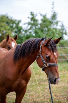 Verlasspferd von morgen - charmanter Quarter Horse Jährling sucht Zukunftsplatz