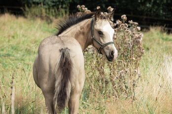 HF Mobster Enkel in goldbuckskin