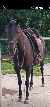 Hidalgo valentia II schokobraun, Hidalgo Valencia II, Lydia, Treeless Saddle, Linz