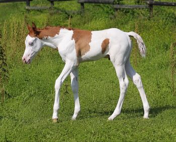 Hochwertige Quarter Horse Zuchtstute mit Top-Abstammung