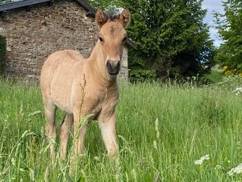 Highlandpony auch als Passgespann Hengst mit top Abstammung