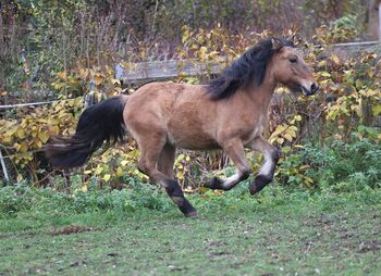 Highlandpony auch als Passgespann Hengst mit top Abstammung, Tina, Horses For Sale, Calden