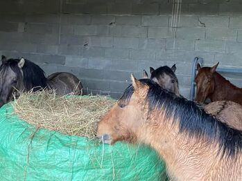 Highlandpony Jährling Hengst