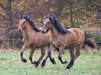 Highlandpony Hengst mit top Abstammung