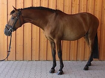 #highlevel #spanishdreamhorse, WOW Pferd  (WOW Pferd), Pferd kaufen, Bayern - Attenkirchen