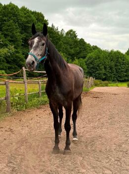 Wallach 4 J. Chacco Fly x Durango VDL / Zirocco Blue VDL, Ann, Horses For Sale, Penkun 