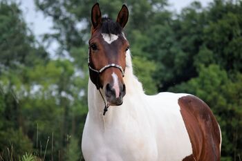 Im hengsttyp stehender Barockpinto Wallach, Kerstin Rehbehn (Pferdemarketing Ost), Horses For Sale, Nienburg