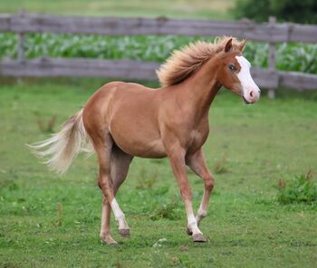 His Royal Whizzness - American Paint Horse, Hengst, 1 Jahr, Fuchs (Chestnut)