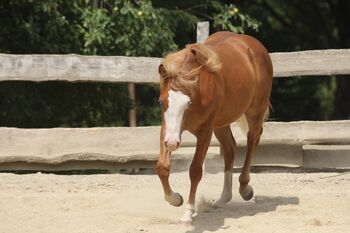His Royal Whizzness - American Paint Horse, Hengst, 1 Jahr, Fuchs (Chestnut)