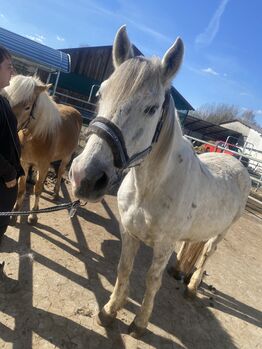 Charakterstarker Spanier Typ sucht seine menschen