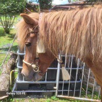 gehitchtes Kopfstück mit Sidepull, handmade, Katrin Özcan, Bitless Bridles, Eiersheim