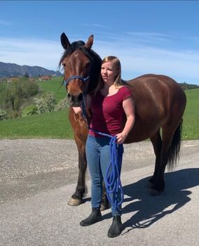 Herzenspferd, Lisa, Horses For Sale, Steyr