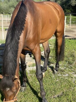 Herzenspferd sucht Bestplatz fürs Leben