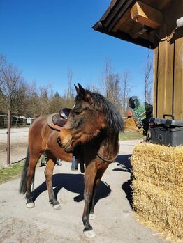 Herzenspferd sucht neue Familie
