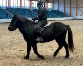 Herzbube ... mit freundlichem Wesen und ruhigem Temperament